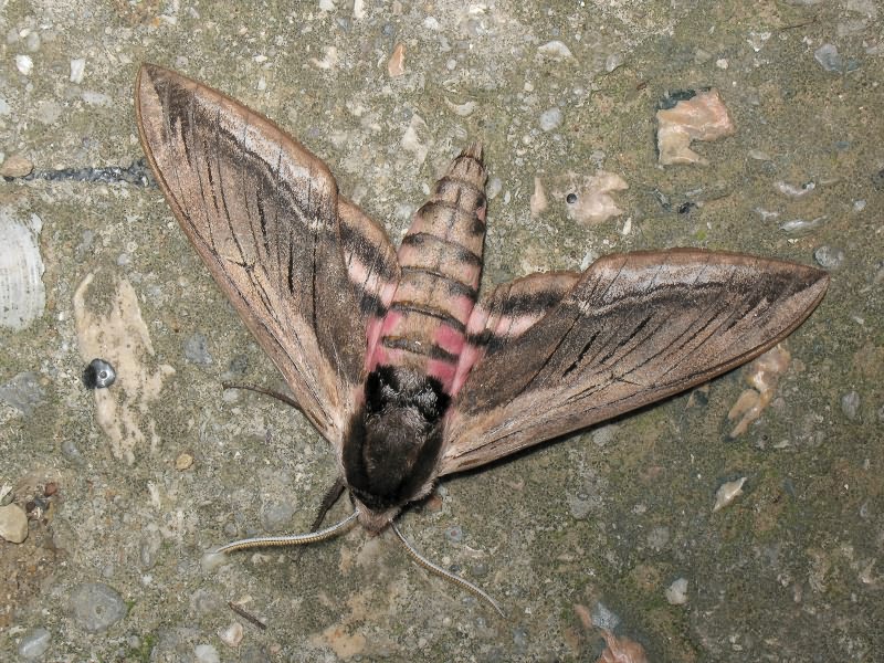 Sphinx ligustri Linnaeus, 1758